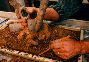 Loosening bonsai soil from the roots