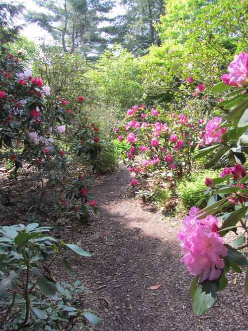 Linda J. Davison Rhododendron Path