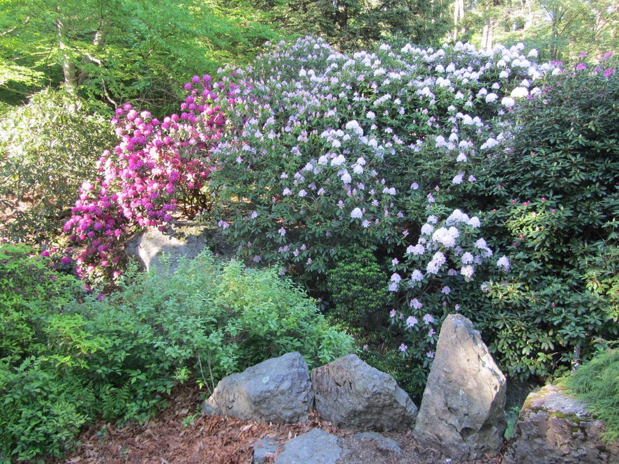 Left to right, Rhododendron 'Bicolor' and R. 'Catawbiense Album'
