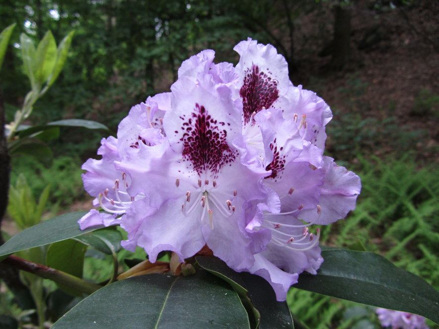 R. 'Blue Peter'