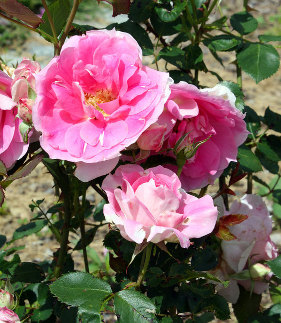 Light pink rose blossoms.