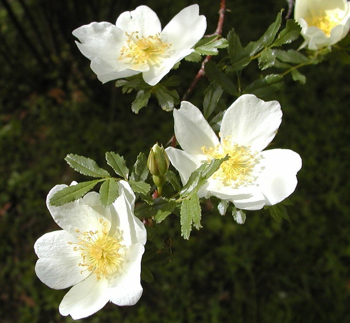 Yellow rose blossoms