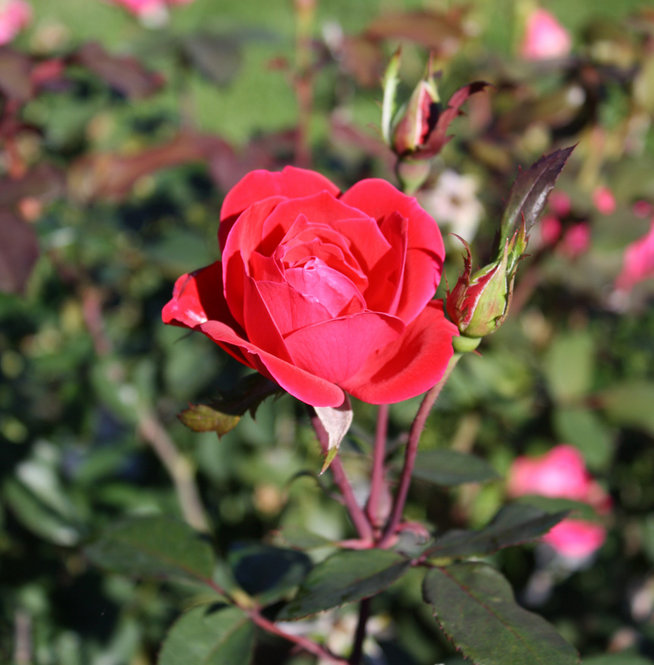 A bright pink rose head.