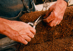 Root pruning bonsai