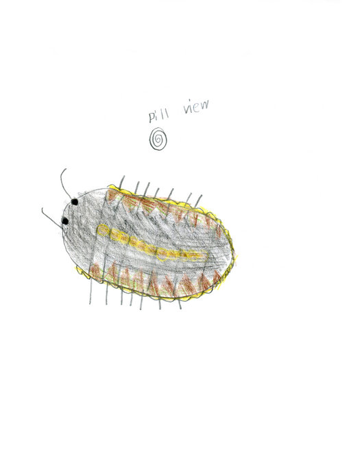 Child's drawing of a pill bug
