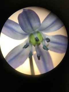 scilla close up