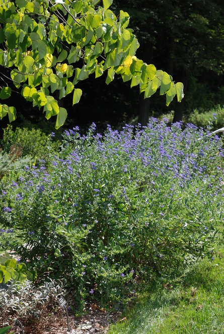 ‘Dark Knight’ bluebeard (Caryopteris x clandonensis ‘Dark Knight’) is a subshrub—it dies back to within a few inches of the ground each winter but then produces new growth and late summer flowers.