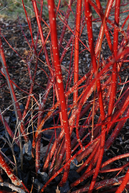 The bright red stems of red-osier dogwood (Cornus sericea) provide winter color.