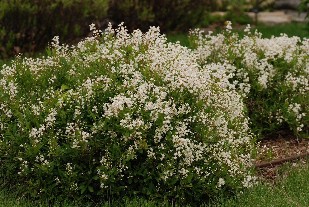 ‘Nikko’, a low-growing cultivar of slender deutzia (Deutzia gracilis), is covered with white flowers in May.
