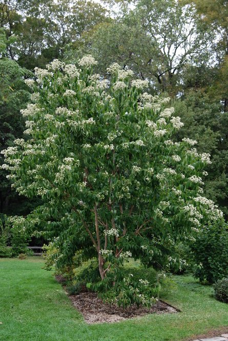 Seven-son flower (Heptacodium miconioides) blooms quite late, usually in late September here.