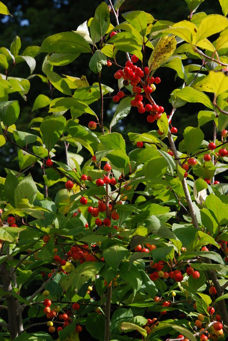 The Arnold Arboretum works to conserve Ilex collina, a rare native holly.