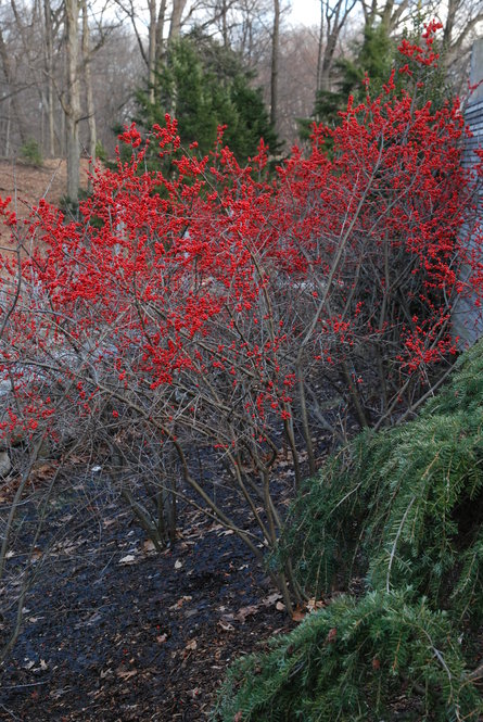 ‘Winter Red’, a cultivar of winterberry (Ilex verticillata), bears long-lasting bright red fruits.
