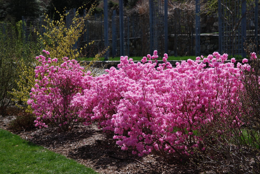 ‘Cornell Pink’, a cultivar of Korean rhododendron (Rhododendron mucronulatum), is loaded with bright pink flowers in early spring.