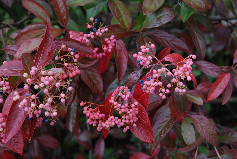 In mid-autumn the fruits of Viburnum nudum ‘Winterthur’ change from green to pink to deep blue as they mature.