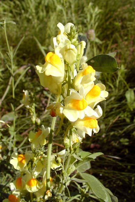 Butter & eggs (Linaria vulgaris)