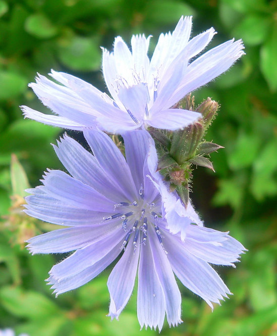 Chickory (Cichorium intybus)