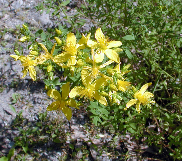 St. John's wort (Hypericum perforatum)