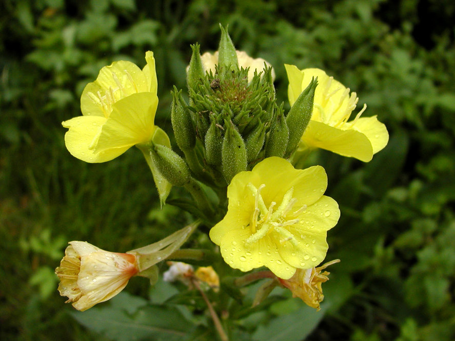Evening primrose (Oenothera longissima)
