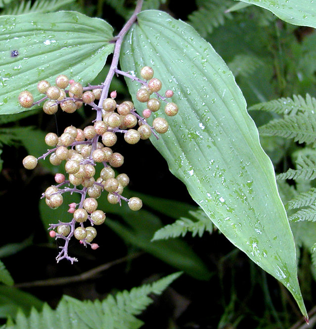 Fase Solomon's seal (Maianthemum racemosum)