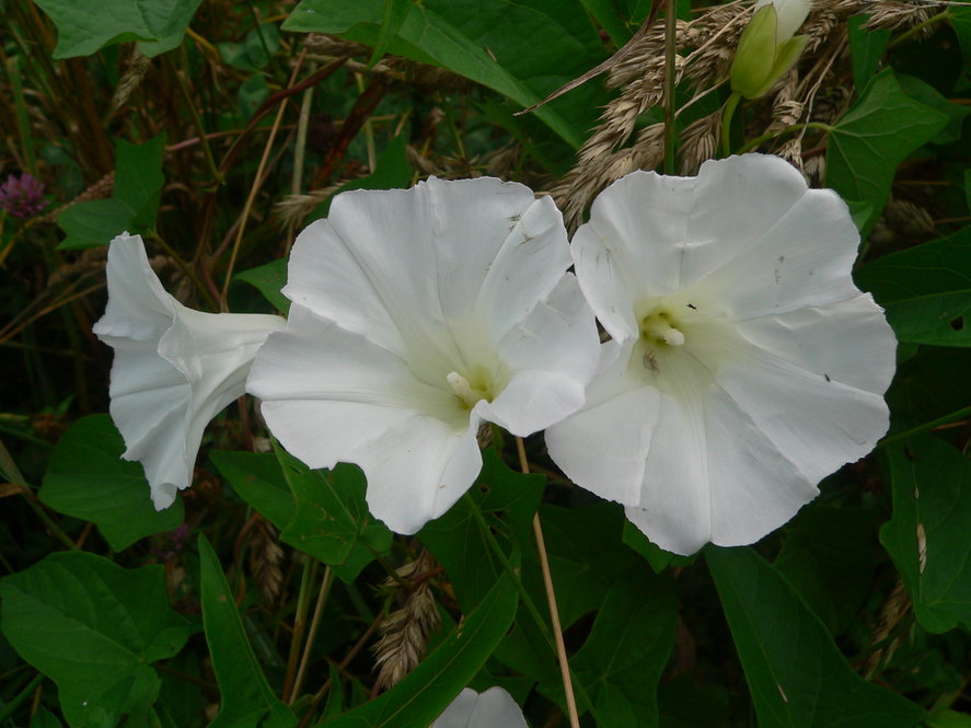 Hedge bindweed (Calystegia sepium)