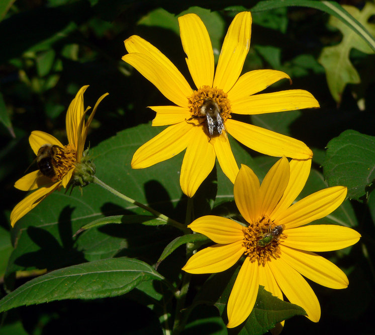 Jerusalem artichoke (Helianthus tuberosus)