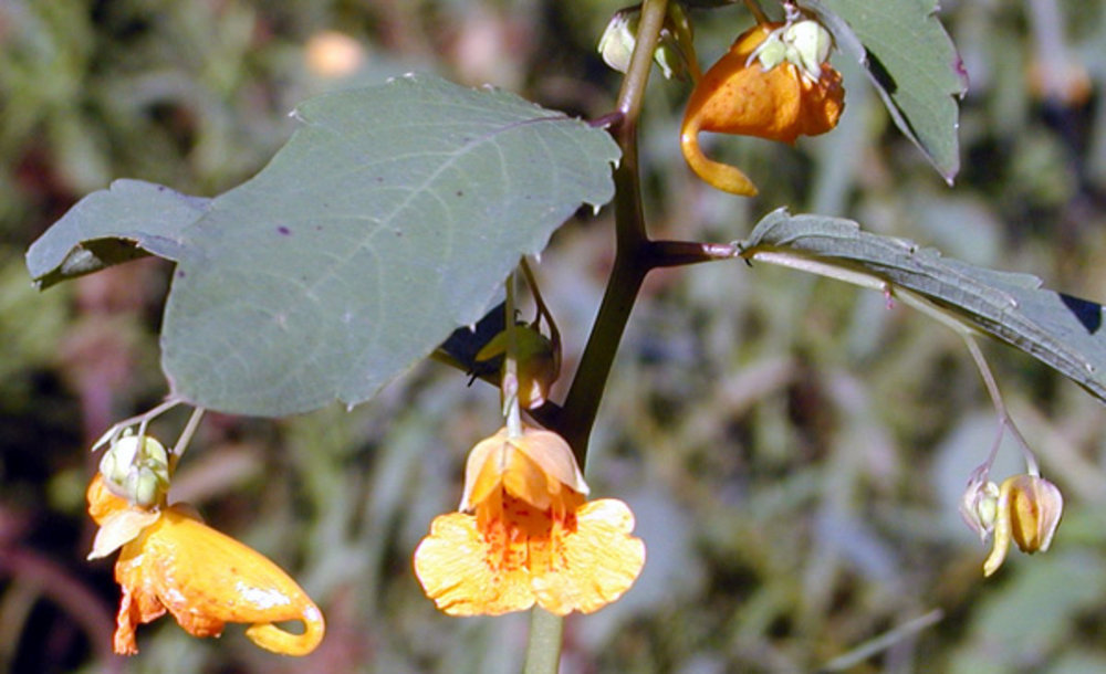 Spotted jewelweed (Impatiens capensis)