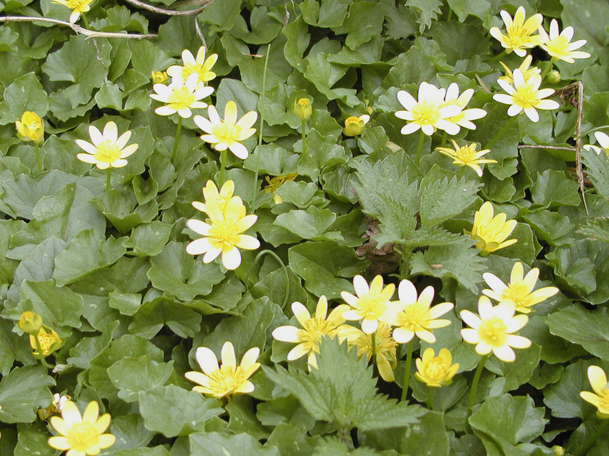 Marsh marigold (Caltha palustris)