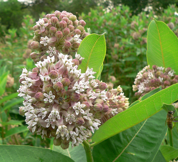 Common milkweed (Asclepias syriaca)