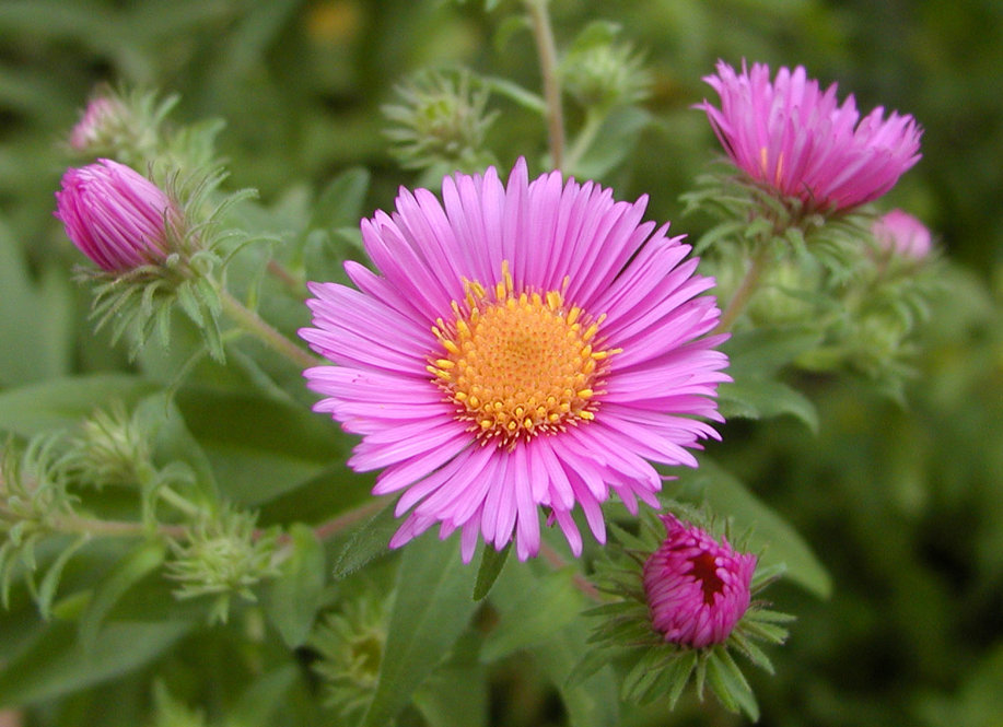 New England aster (Symphyotrichum novae-angliae)