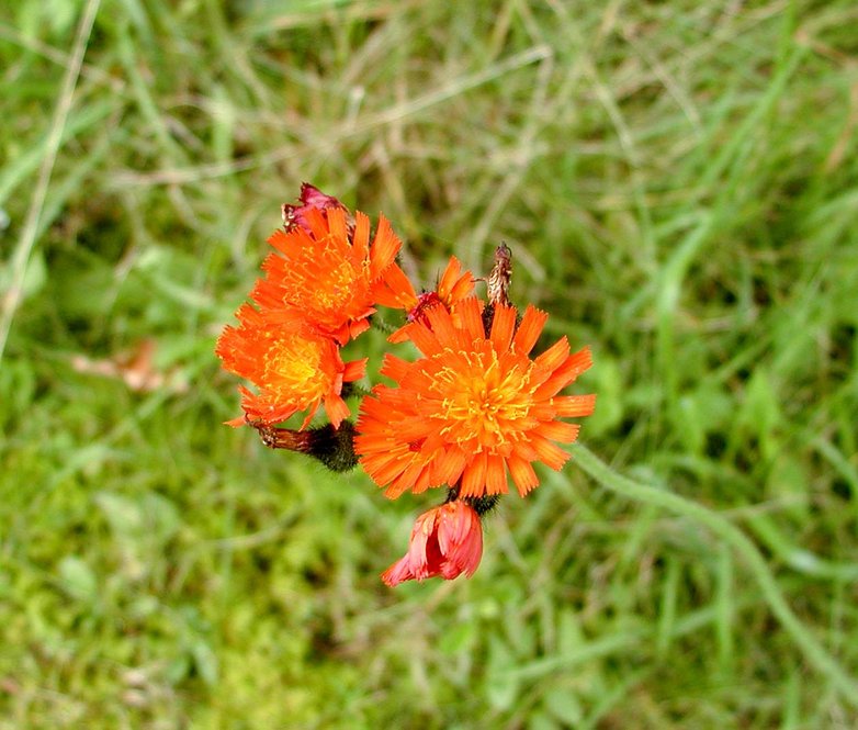 Orange hawkweed (Pilosella aurantiaca)