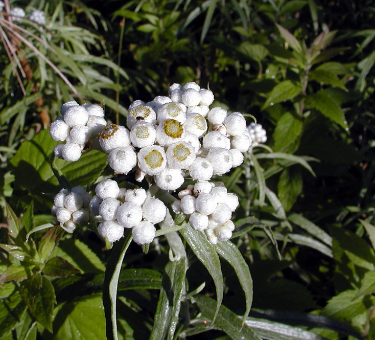 Pearly everlasting (Anaphalis margaritacea)