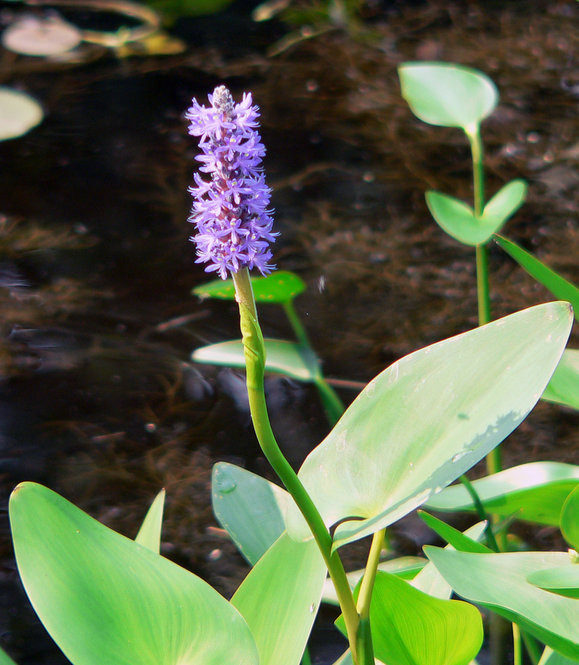 Pickerelweed (Pontederia cordata)