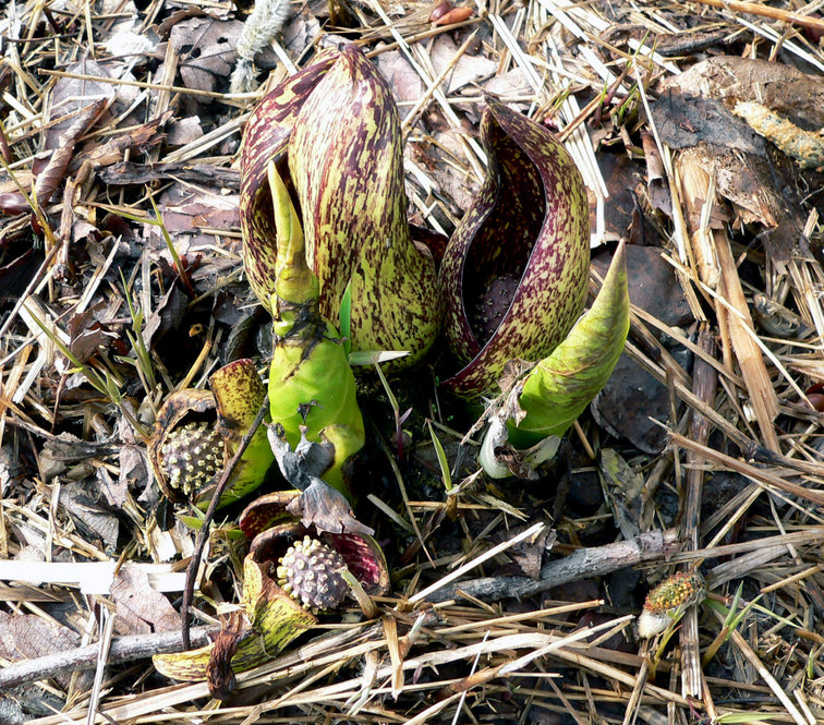 Eastern skunk cabbage (Symplocarpus foetidus)