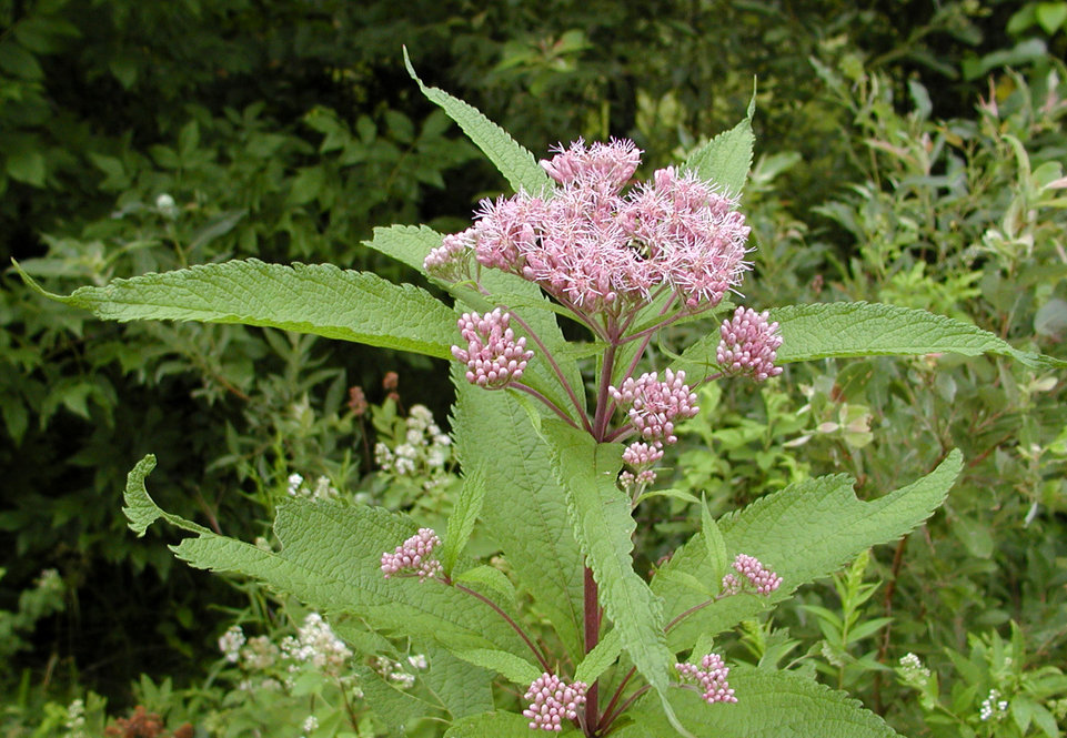 Spotted Joe-Pye weed (Eutrochium maculatum)