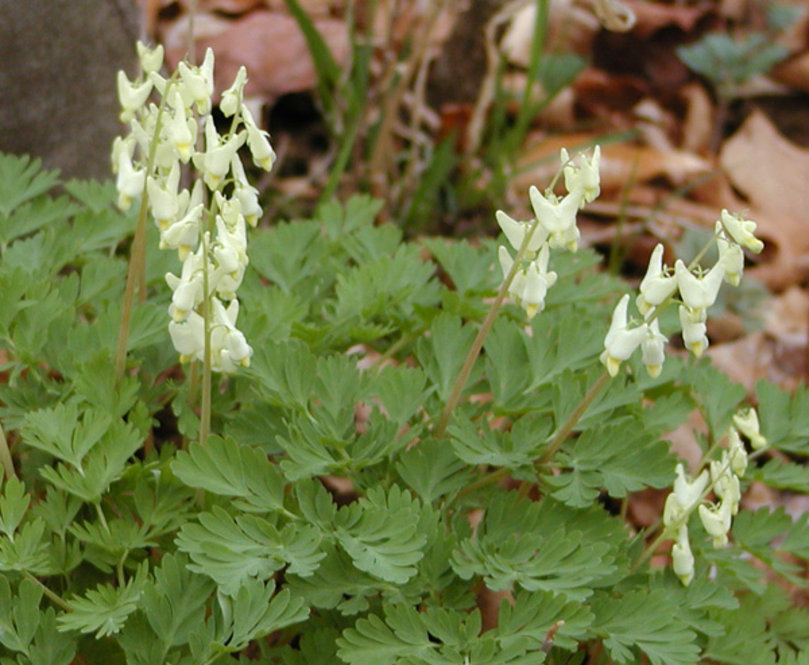Squirrel corn (Dicentra canadensis)
