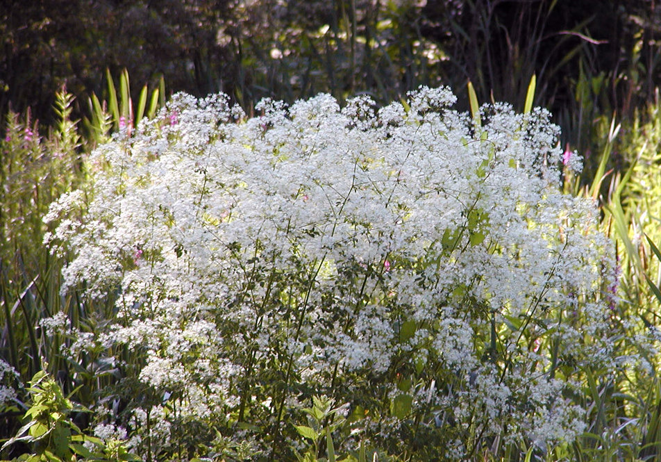 Tall meadow rue (Thalictrum pubescens)