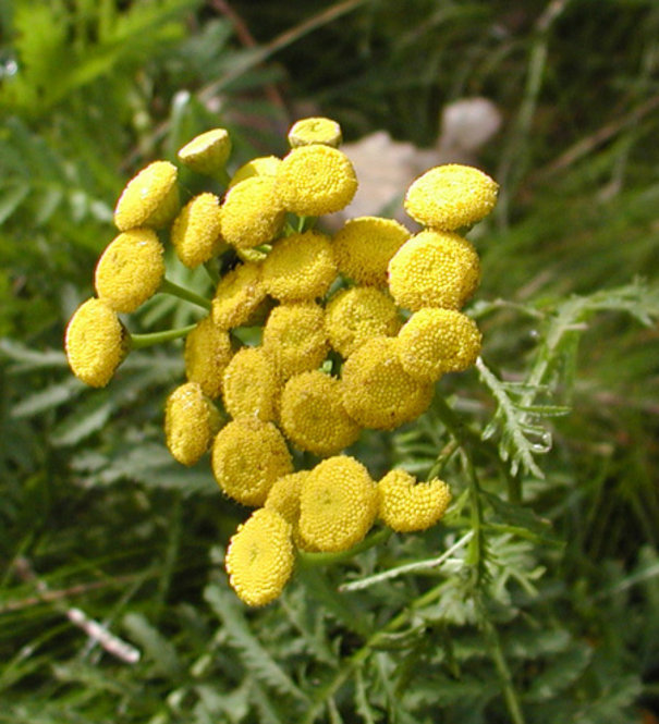 Tansy (*i*Tanacetum vulgare*/i*)