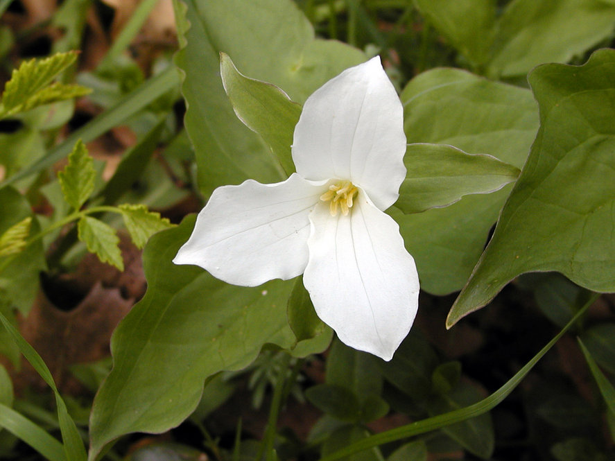 Trillium (Trillium)