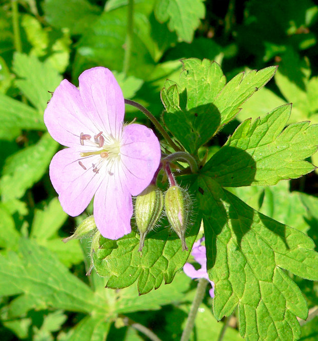 Wild geranium (Geranium maculatum)