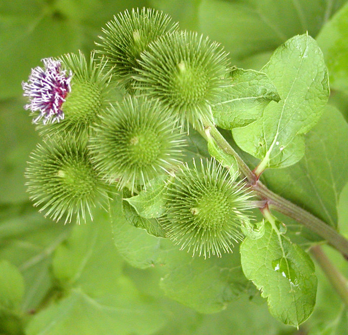 Common burdock (Arctium minus)
