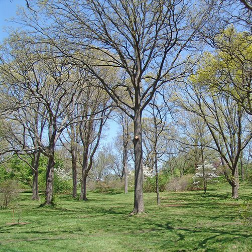 Oaks