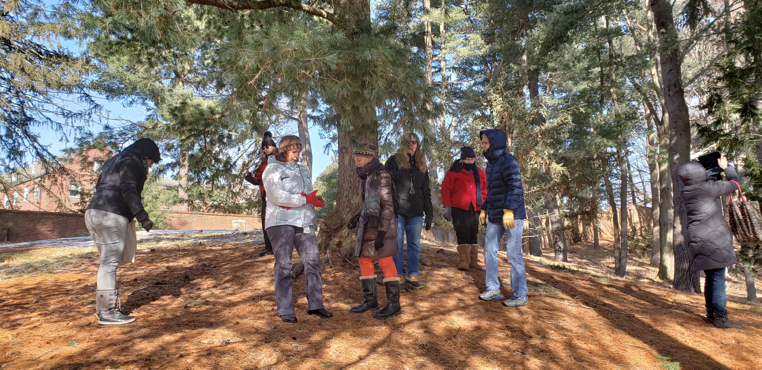 Teachers examine conifers outdoors