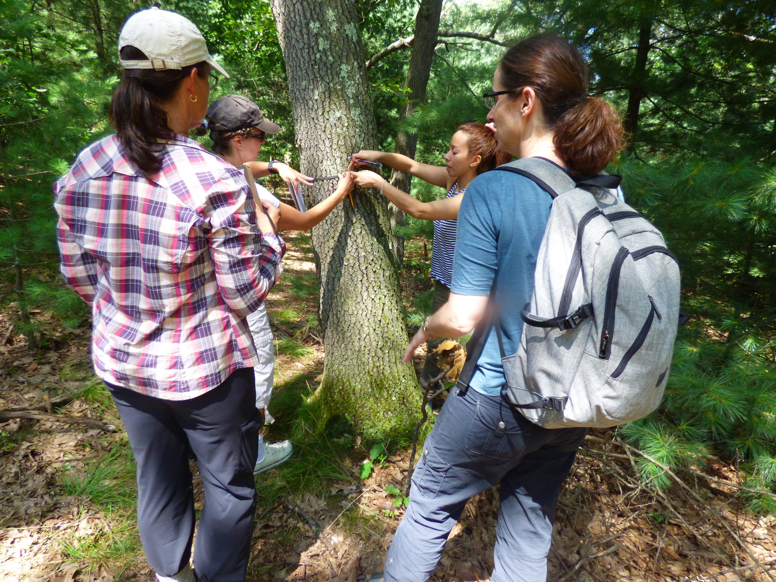 Dr. Templer teaches how to use DBH tape to measure trunk diameter.