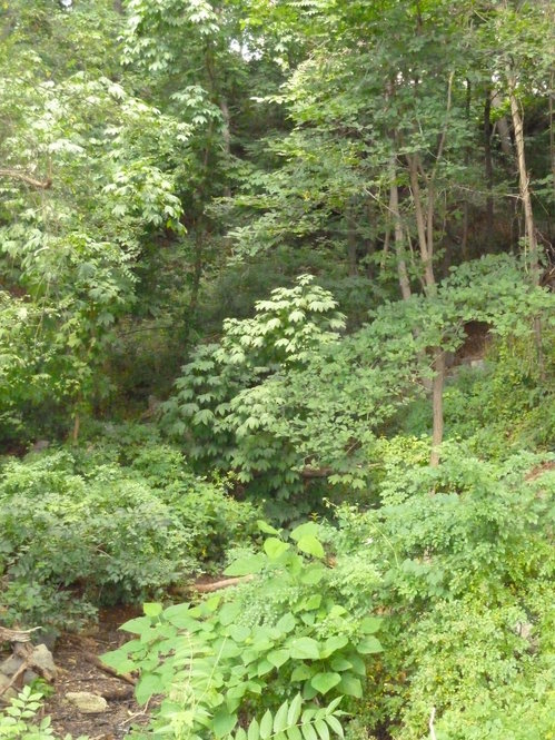 The Hollow