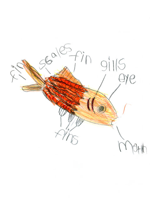 Child's drawing of a goldfish