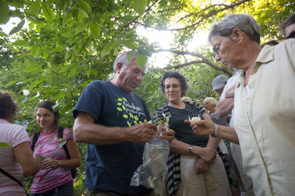 Peter Del Tredici (center), the Arnold Arboretum's senior research scientist, discusses the Stewartia collection, which dates from 1918. “You can come here and see these plants, but you don’t know anything about them. You could hold your cell phone up [to the bar codes on the signs posted by many plants]. But it’s better to have someone tell you,” said Del Tredici.