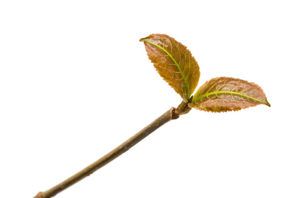 Tim Savas (2015): Viburnum.