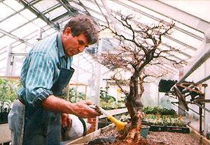 Watering bonsai