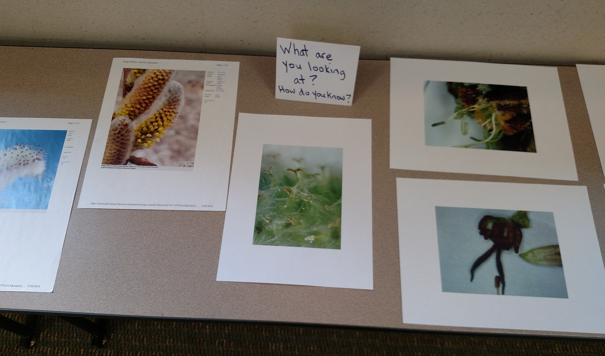 Photos of flower parts can be used as assessment.