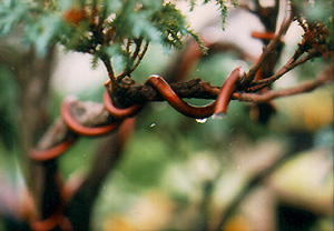 Wire on a bonsai branch